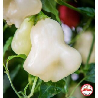 Aji Fantasy, Sparkly White